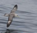 Northern Fulmar